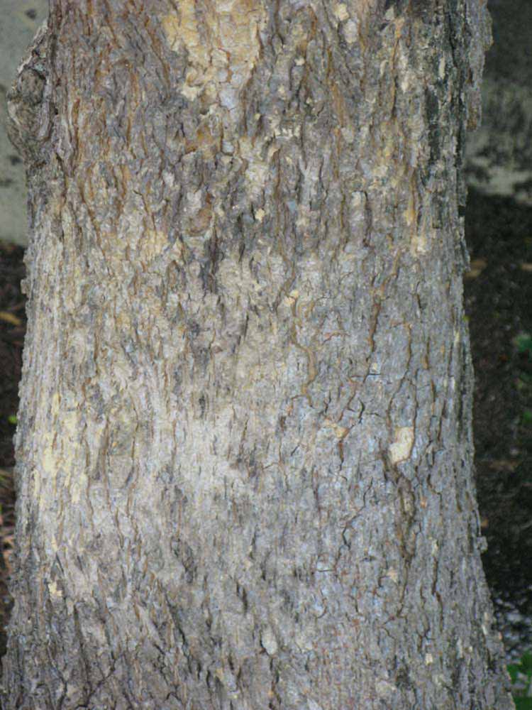         Bark (Winter Haven, FL)  